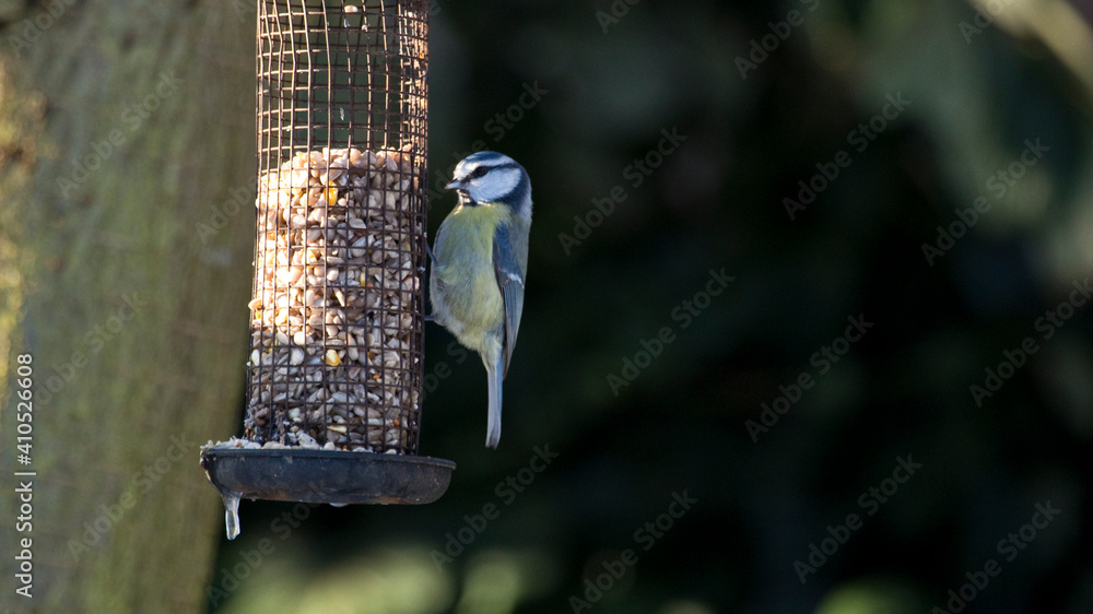 Fototapeta premium Blue Tit feeding from a garden bird feeder, United Kingdom