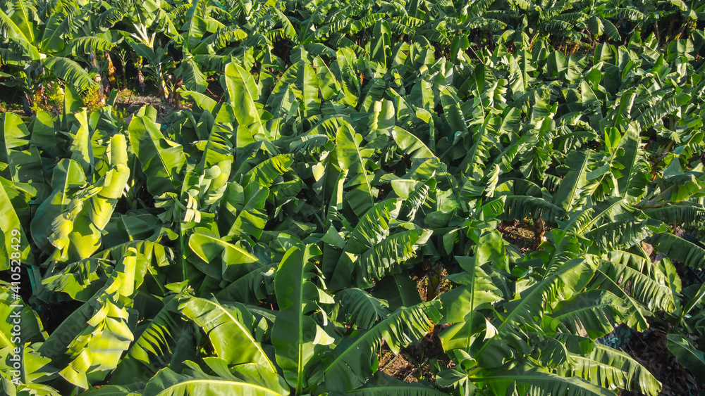 scenic view of banana plantation on Antalia province, Turkey scenic view of banana plantation on Antalia province, Turkey