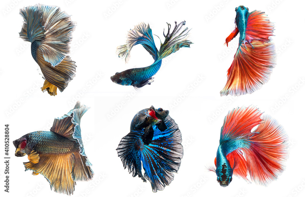 Obraz premium halfmoon betta fish, siamese fighting fish, betta splendens