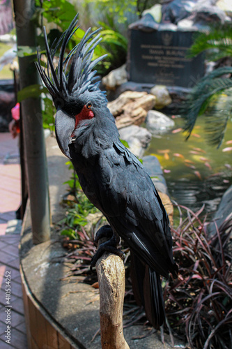 Black Parrot Indonesia Creature Amazing