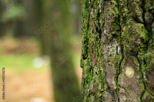 Green Pillow Trees in the Forrest