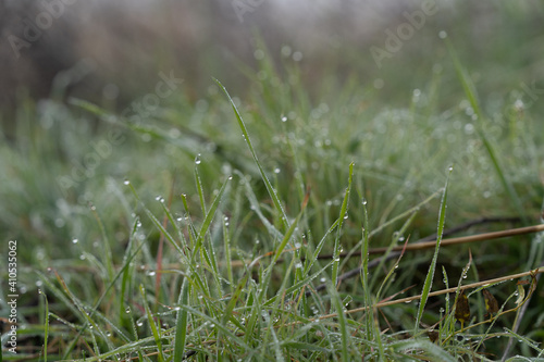 Green grass in the field with drops of dew water in the morning light, purity and freshness of nature