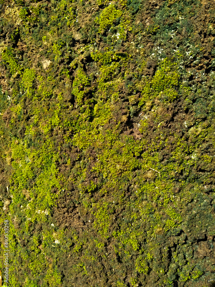 green moss on stone wall green moss on stone wall