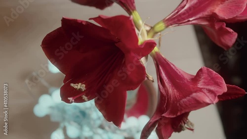 red flowers inside