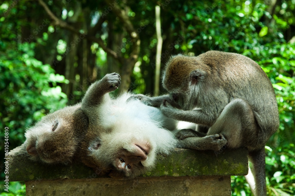 Ubud Monkey Forest Ubud Monkey Forest