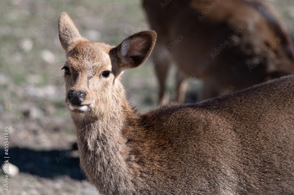 Fototapeta premium deer in the woods
