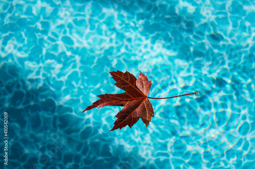 Red maple leaf is floating on top of water of a backyard swimming pool