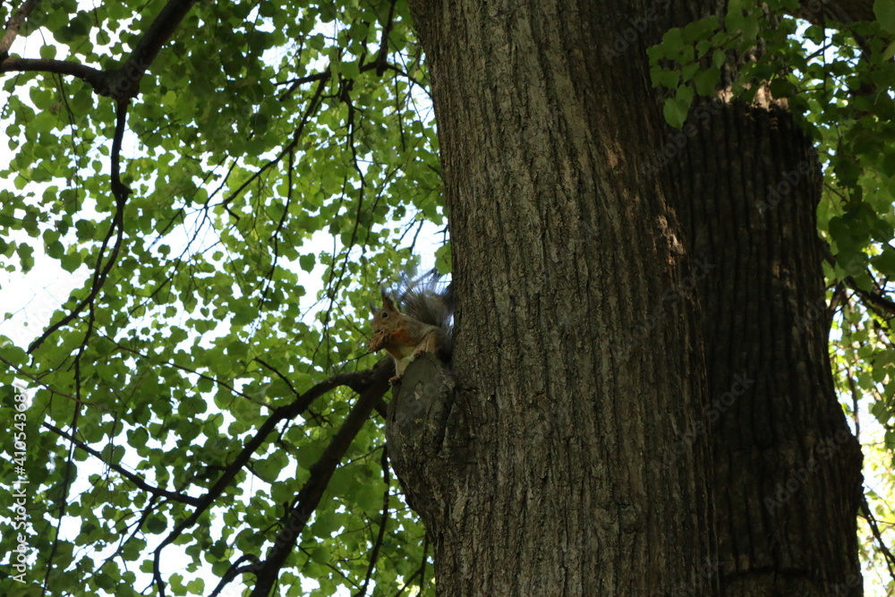 Obraz premium squirrel on a tree in the park in summer