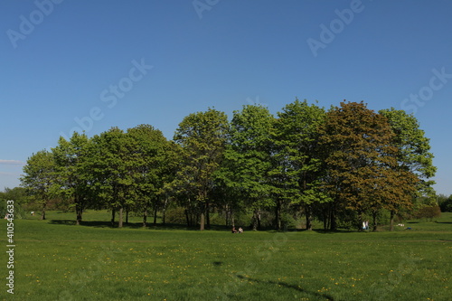 trees in the park, sun, summer