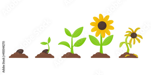 Tree growth. Planting a tree that has sprouted from seed becomes a seedling with flowers and dies.