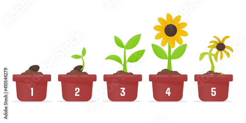 Tree growth. Planting a tree that has sprouted from seed becomes a seedling with flowers and dies.