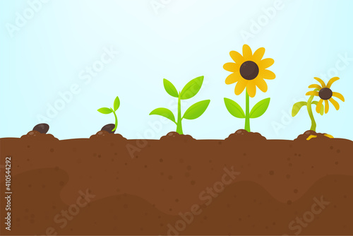 Tree growth. Planting a tree that has sprouted from seed becomes a seedling with flowers and dies.