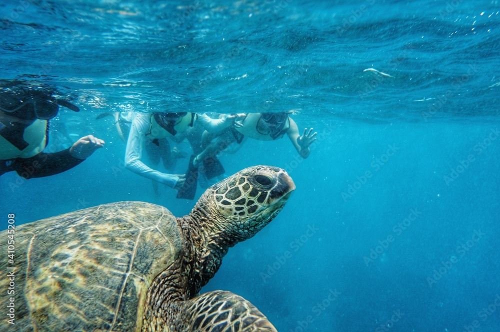 Obraz premium Swimming with Green Sea Turtles in Hawaii 