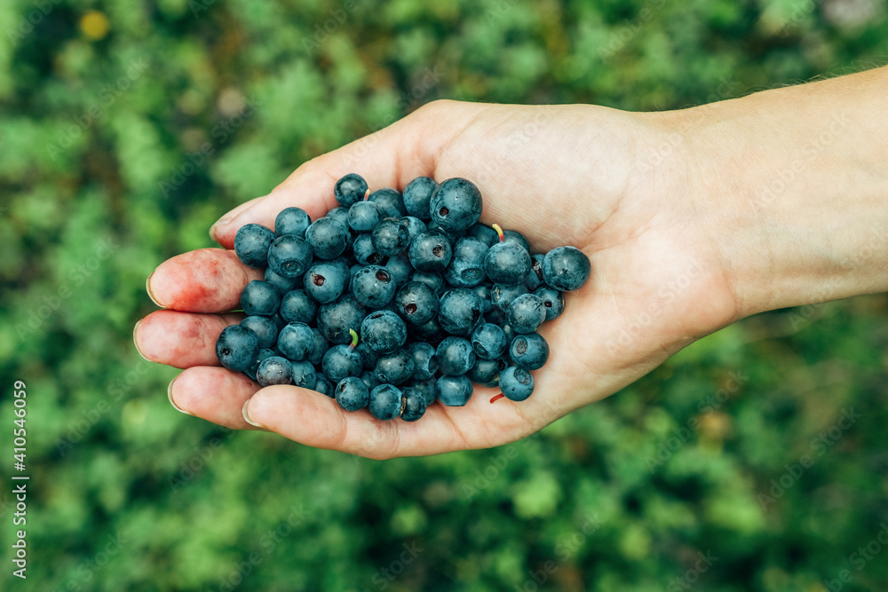 Woman hands picking ripe blueberries. Palm full of berries Woman hands picking ripe blueberries. Palm full of berries