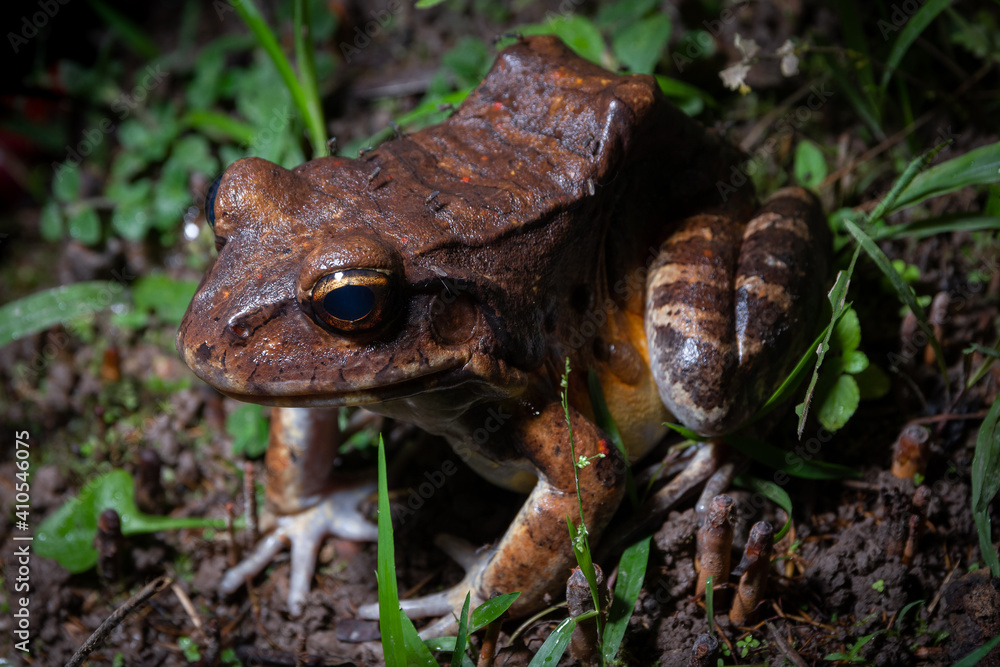 Obraz premium frog
