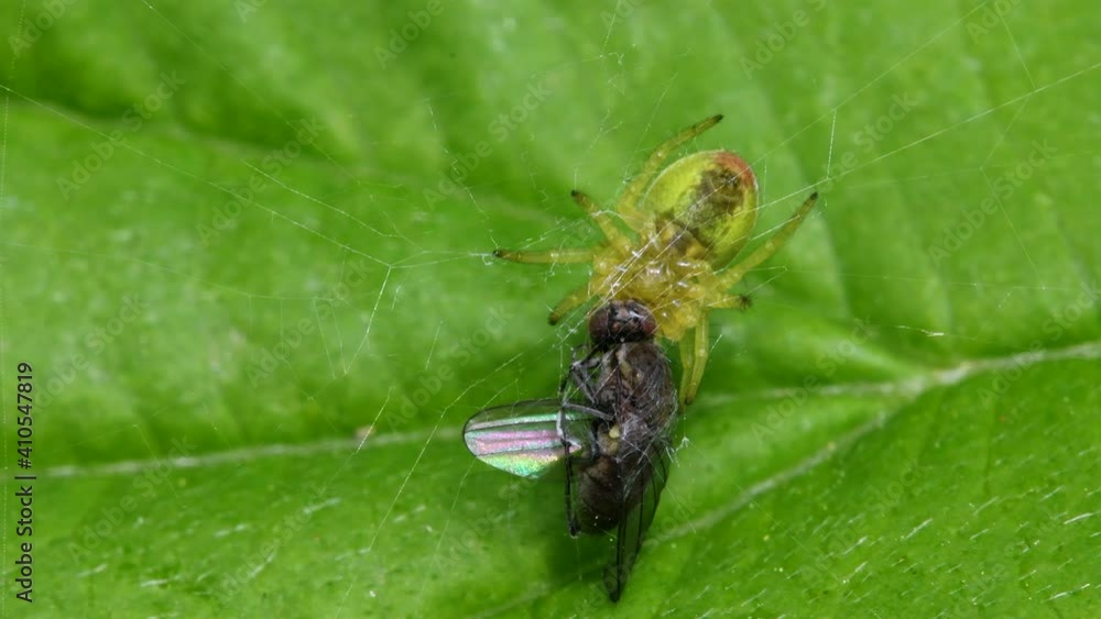 Cucumber Green Spider or Cucumber Green Orb Spider with prey. His Latin name is Araniella cucurbitina. Cucumber Green Spider or Cucumber Green Orb Spider with prey. His Latin name is Araniella cucurbitina.
