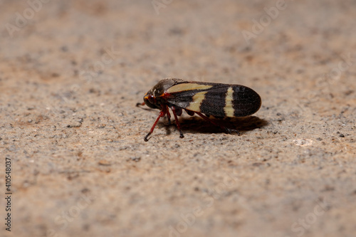 Adult Froghopper Insect photo