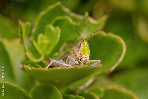 Adult Stridulating Slantface Grasshopper photo