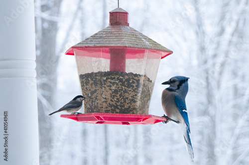 Blue Jay and Carolina Chickadee feeding from Bird Feeder on Snowy Day