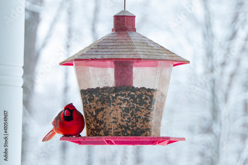 Male Cardinal feeding from Bird Feeder on Snowy Day