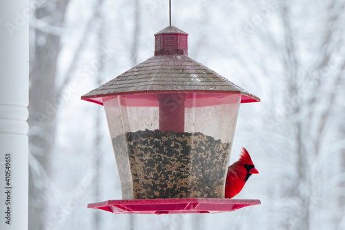 Male Cardinal feeding from Bird Feeder on Snowy Day