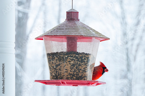 Male Cardinal feeding from Bird Feeder on Snowy Day
