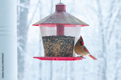 Female Cardinal feeding from Bird Feeder on Snowy Day