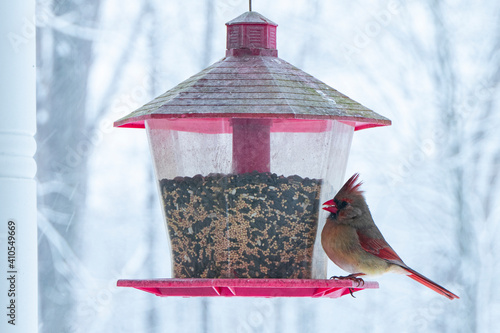 Female Cardinal feeding from Bird Feeder on Snowy Day