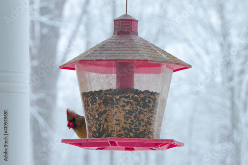 Female Cardinal feeding from Bird Feeder on Snowy Day