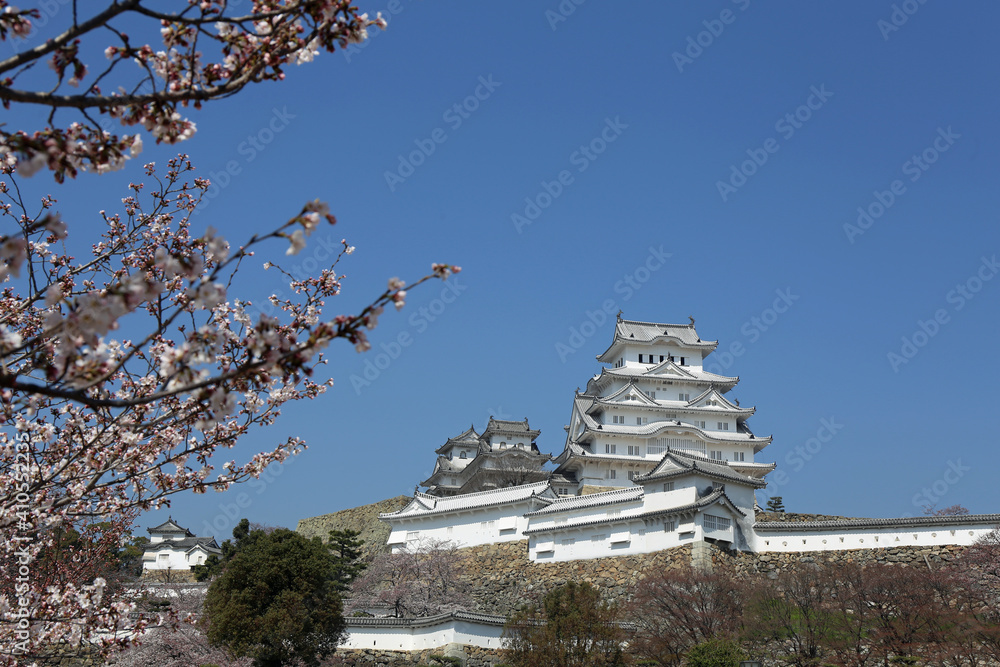 初春の姫路城と桜
