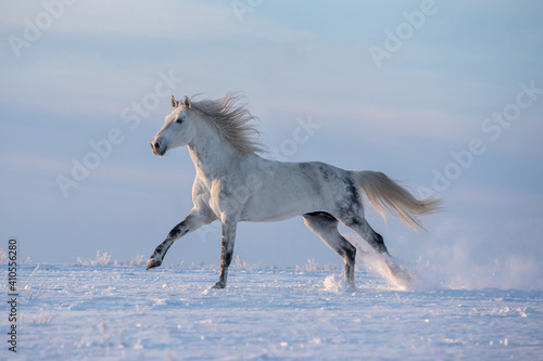 Grey arabian horse running free on the winter meadow