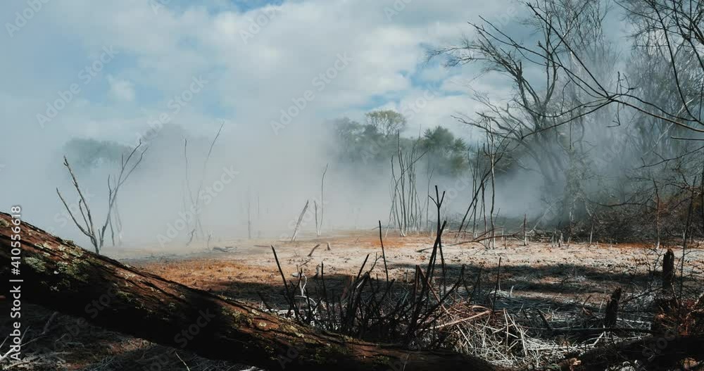 Fog rolling through a barren landscape of dead trees. Fog rolling through a barren landscape of dead trees.