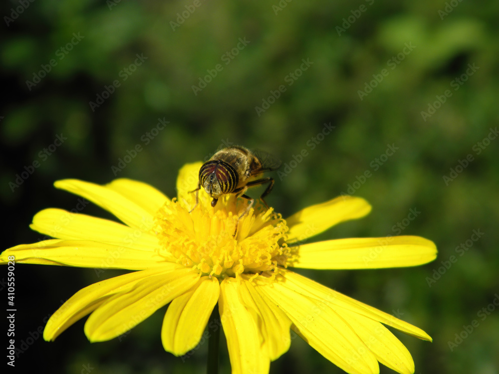 Close up shot of a Eristalinus on flower Close up shot of a Eristalinus on flower