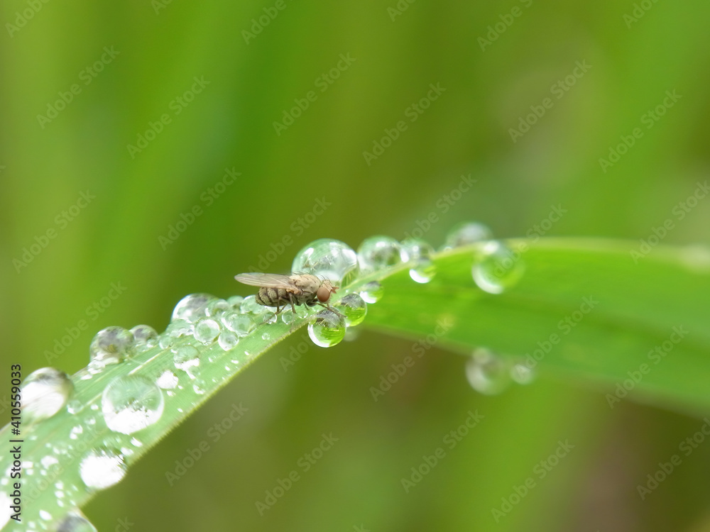 Close up shot of a common fruit fly washing its hand