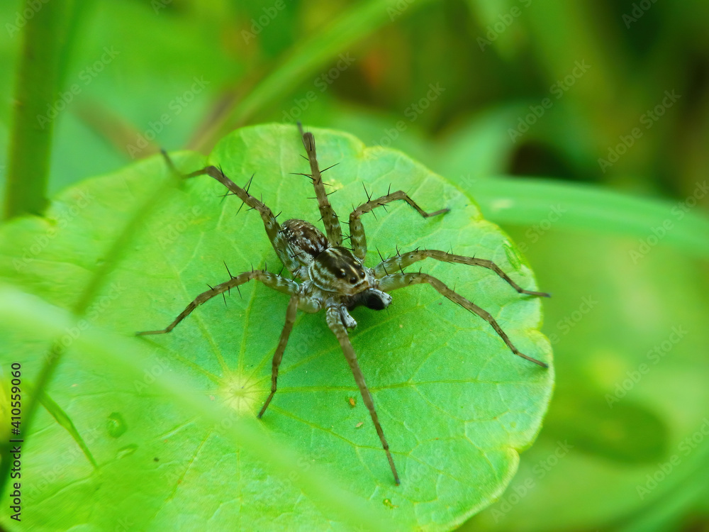 Close up shot of Oxyopes spider Close up shot of Oxyopes spider