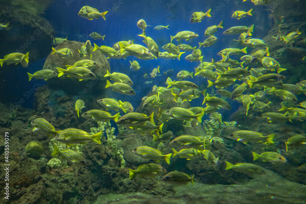 Yellow fish swimming inside aquarium.