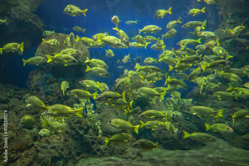 Fototapeta Naklejka Na Ścianę i Meble -  Yellow fish swimming inside aquarium.