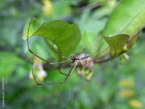 Close up shot of a silver stretch spider
