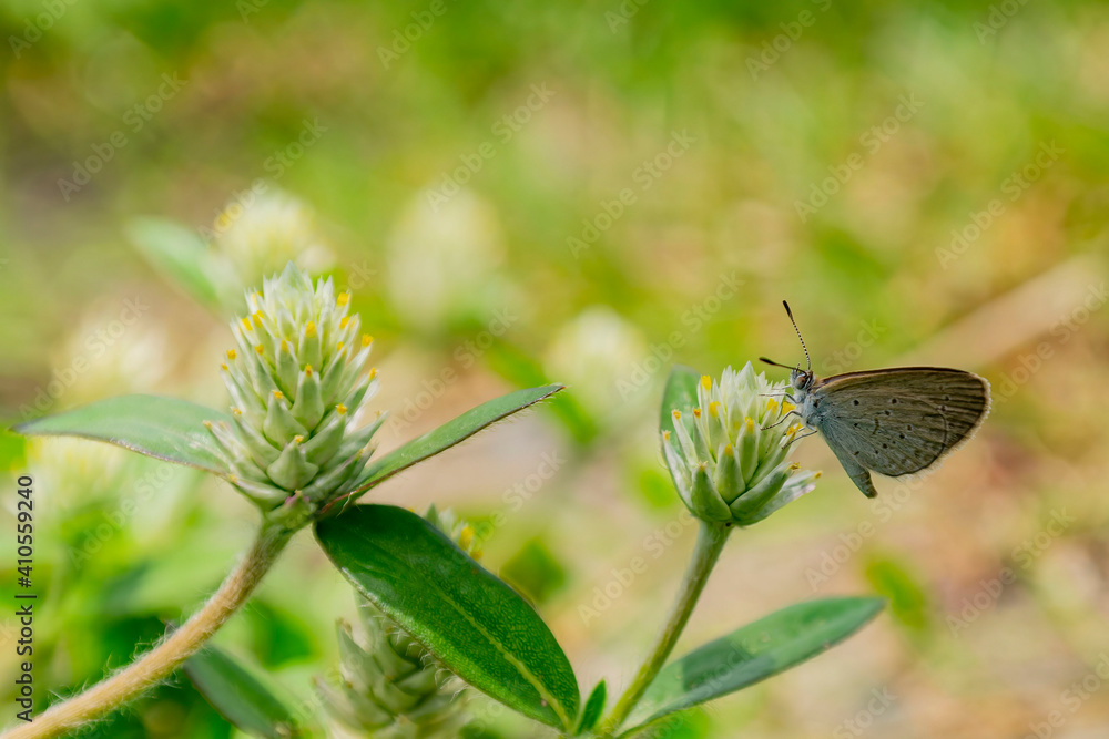Close up shot of Tiny grass blue butterfly Close up shot of Tiny grass blue butterfly