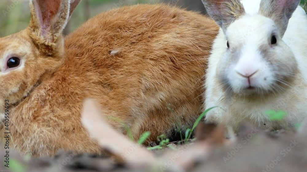 Two adorable rabbits sleeps on the ground in the backyard. Easter bunny. Two adorable rabbits sleeps on the ground in the backyard. Easter bunny.