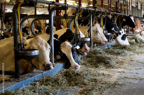 Foto chained, milking cows by automatic industrial milking rotary system in modern di