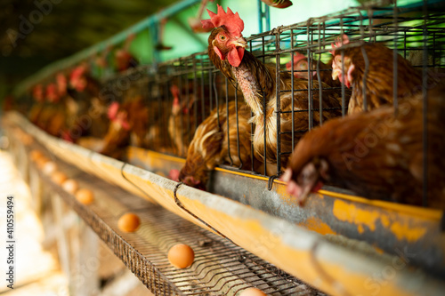 Valokuva Egg poultry farm and hens