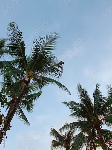palm trees against blue sky