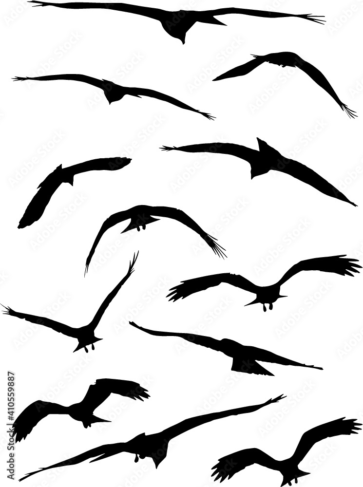 eagle shadow set of silhouettes of birds eagle shadow set of silhouettes of birds