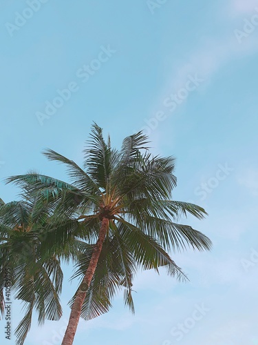 palm tree and blue sky