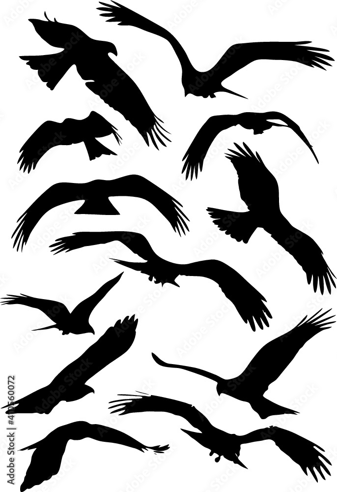 Obraz premium eagle shadow set of silhouettes of birds
