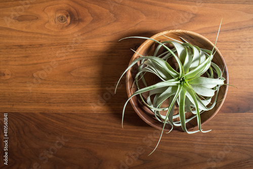 High angle view of air plant (Tillandsia xerographica) on wooden table　俯瞰で見た木製テーブルの上に飾ったエアープランツ photo