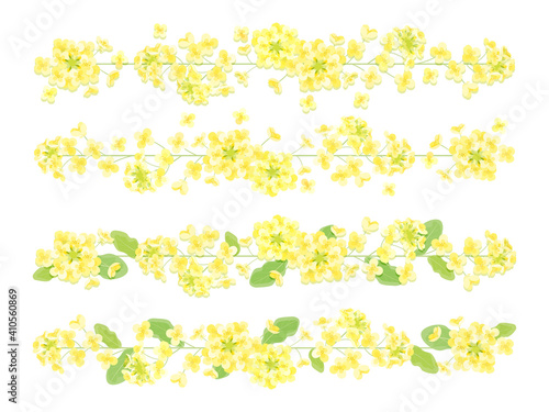 菜の花のライン