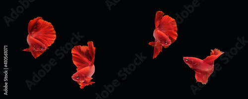 Photo collage of super red halfmoon type of betta splendens siamese fighting fish isolated on black color background. Image photo