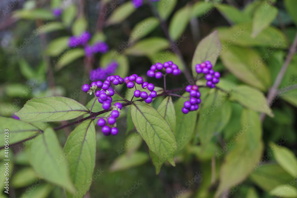 Japanese beautyberry is adding rich color among yellowish green leaves. Japanese beautyberry is adding rich color among yellowish green leaves.
